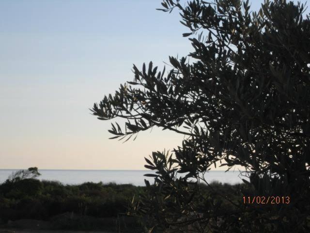 Villa T3 Bord De Mer - Vue Mer A 500 M De La Plage- Piscine Chauffee A Casetta Di A Spiaggia سيرفيون المظهر الخارجي الصورة